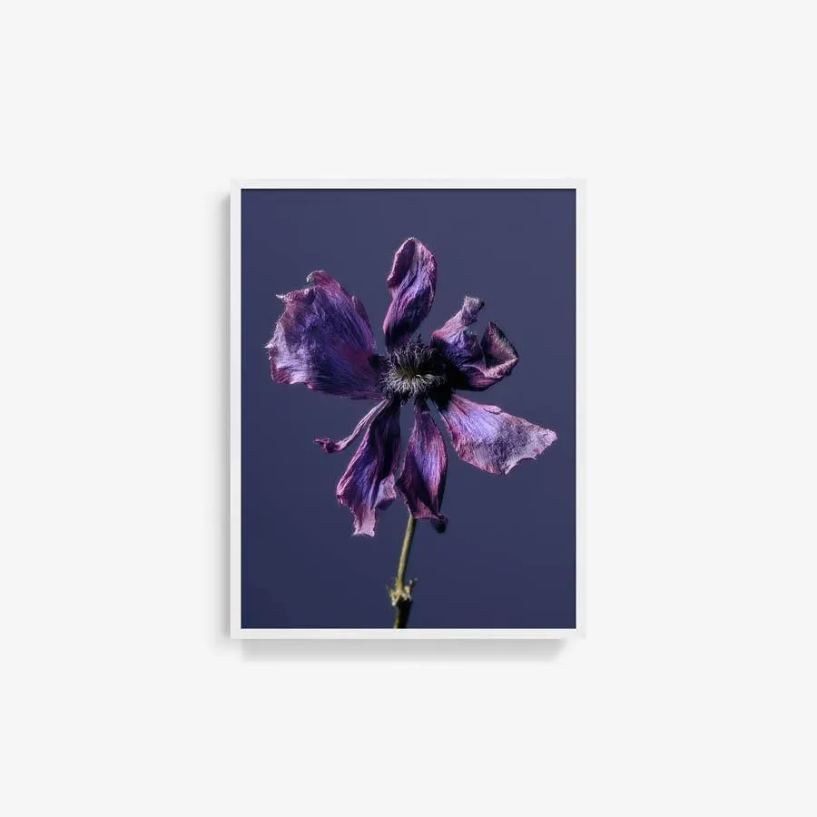 Anemone