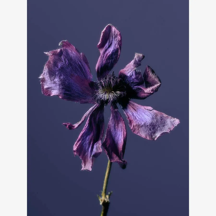 Anemone