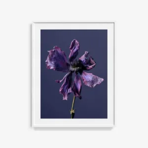Anemone