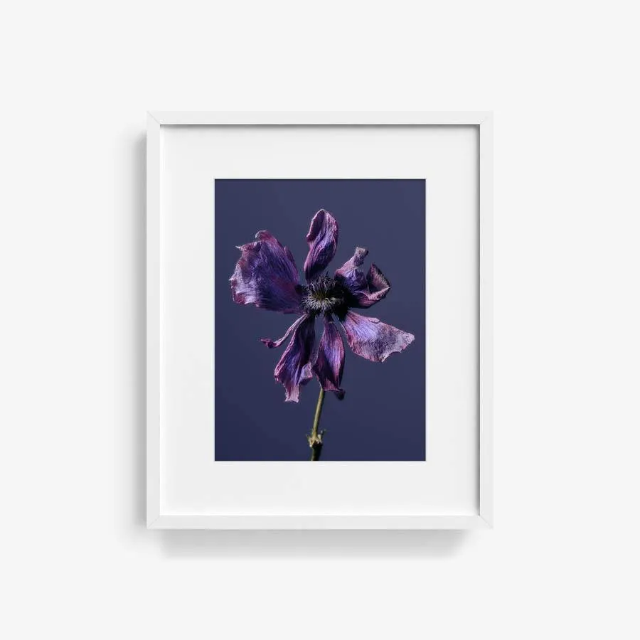 Anemone
