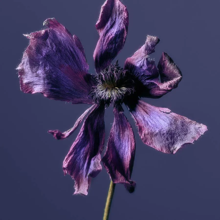 Anemone