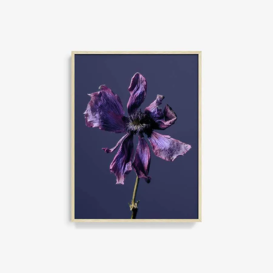 Anemone