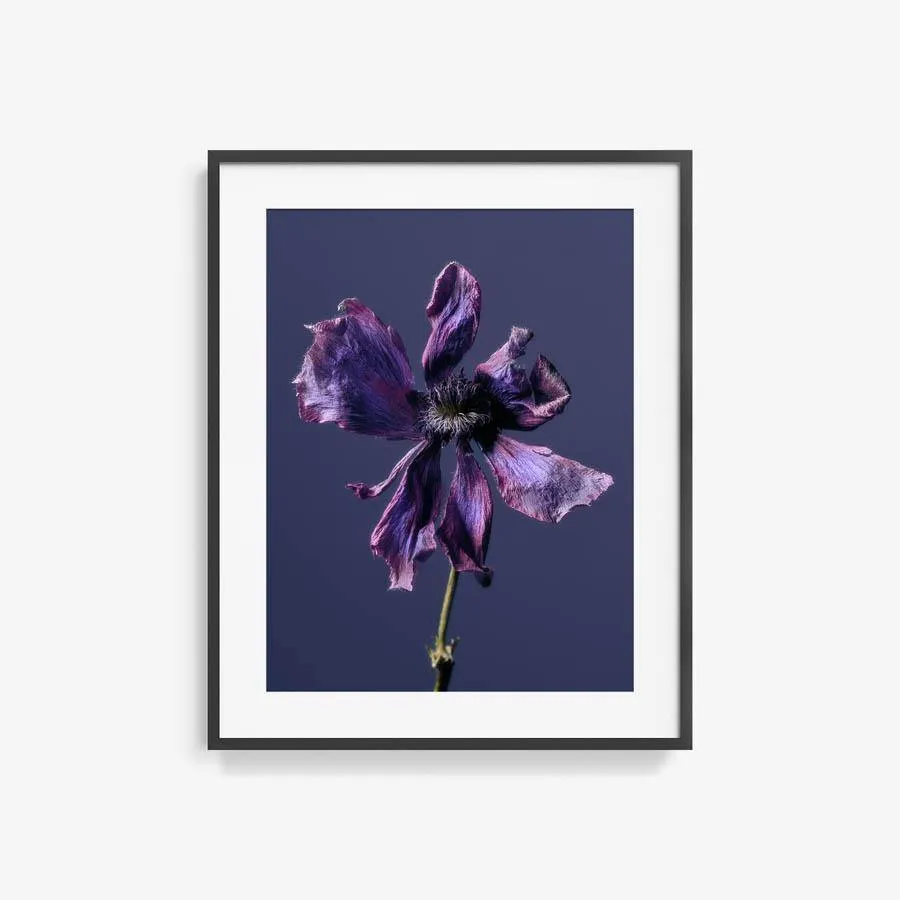 Anemone