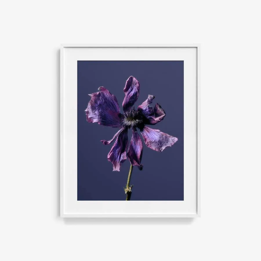 Anemone