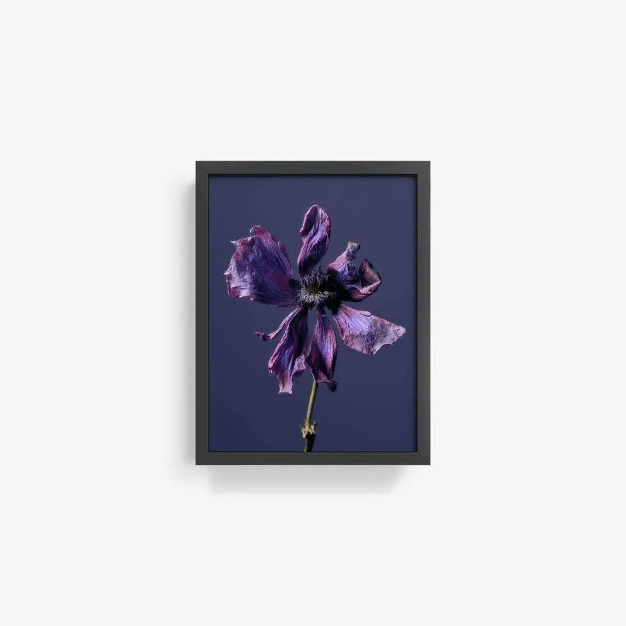 Anemone