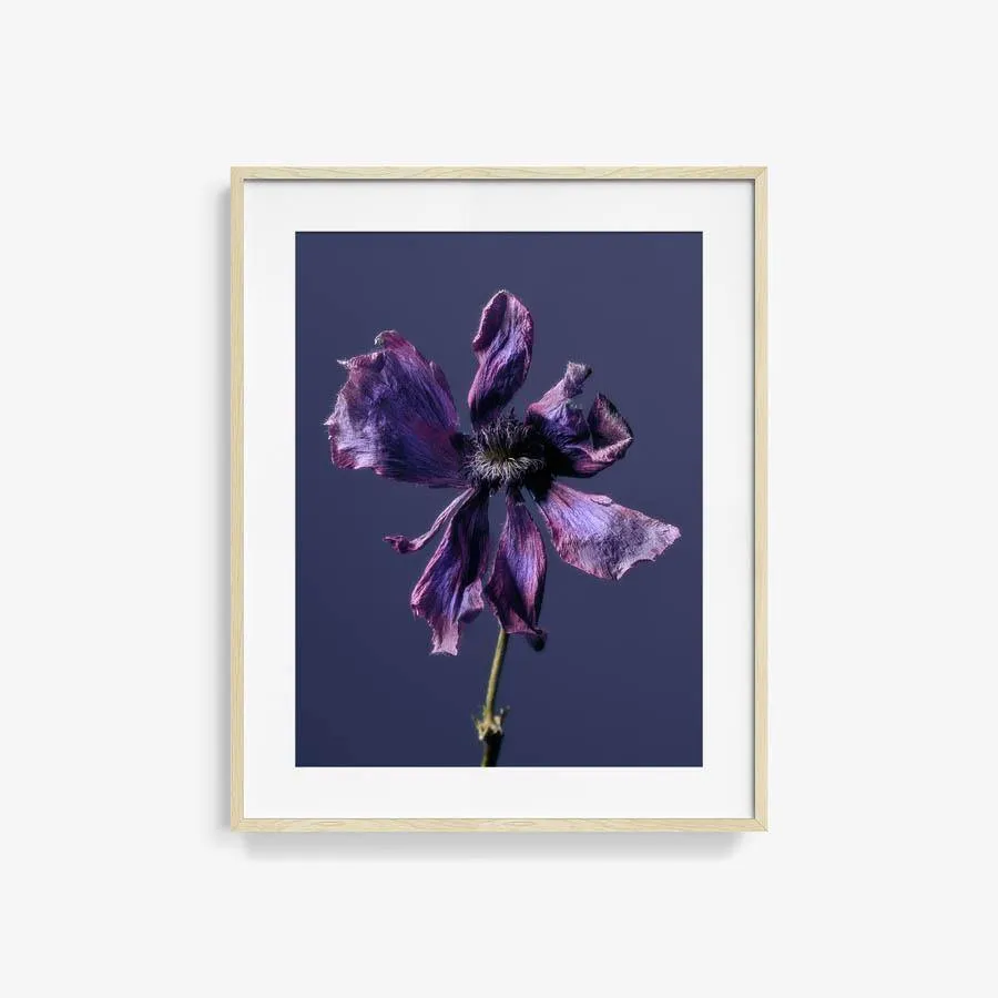 Anemone