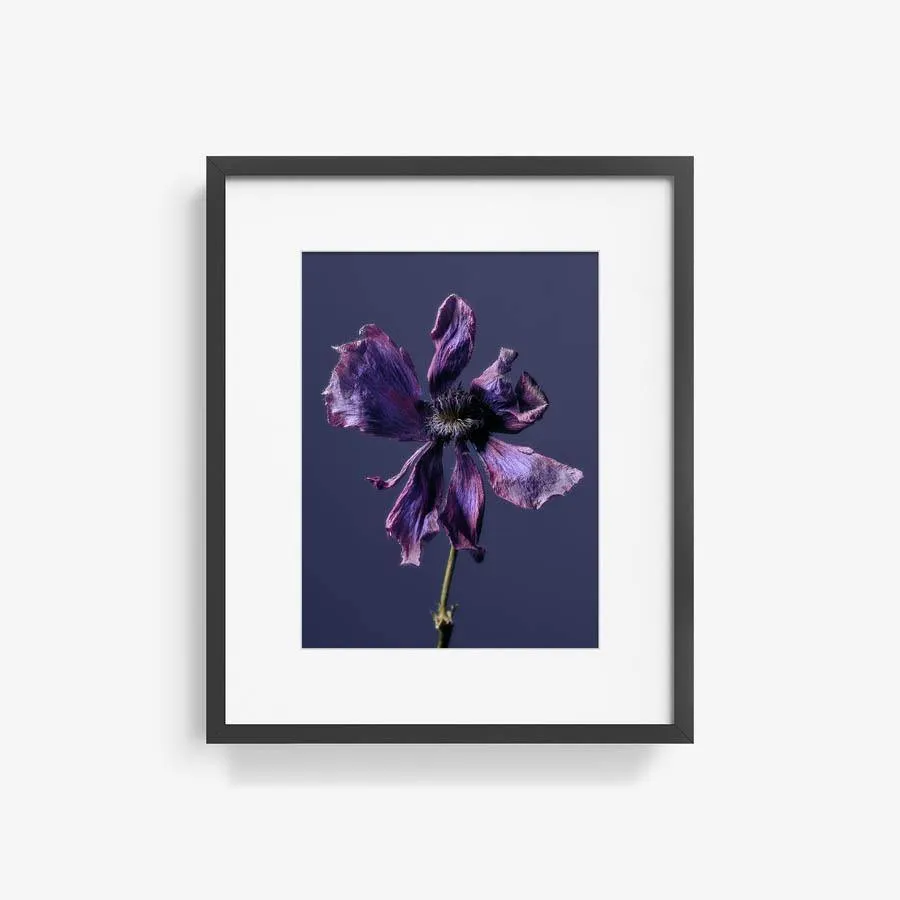 Anemone