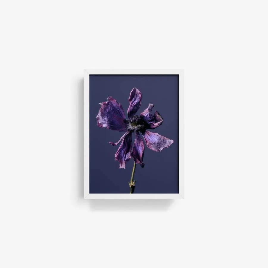 Anemone
