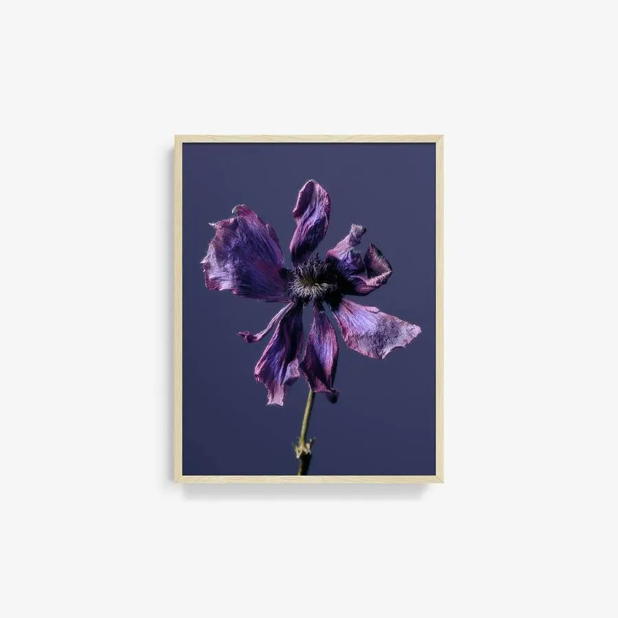 Anemone