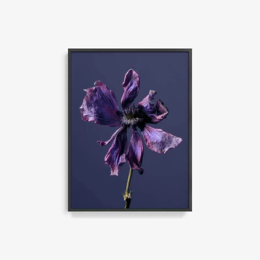 Anemone