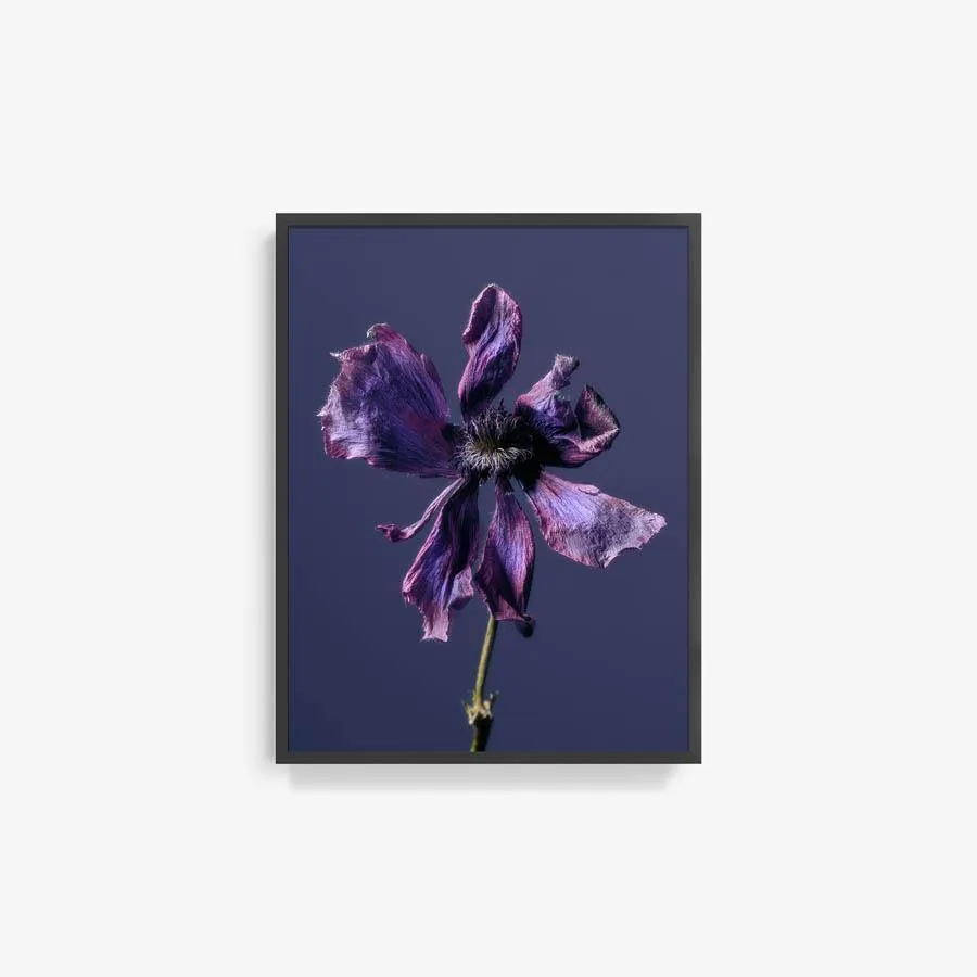 Anemone