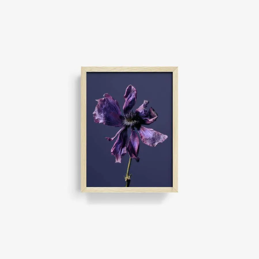 Anemone