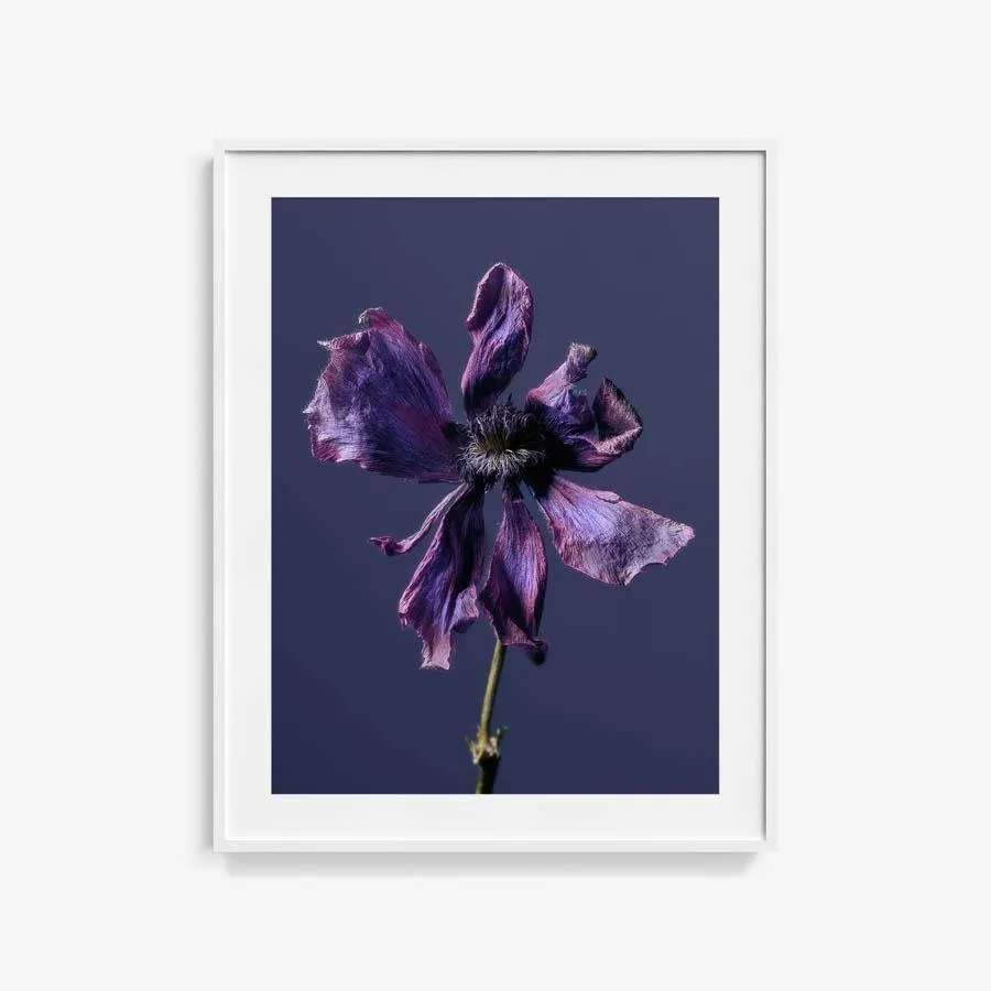 Anemone