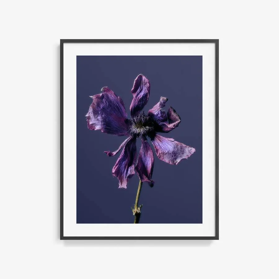 Anemone