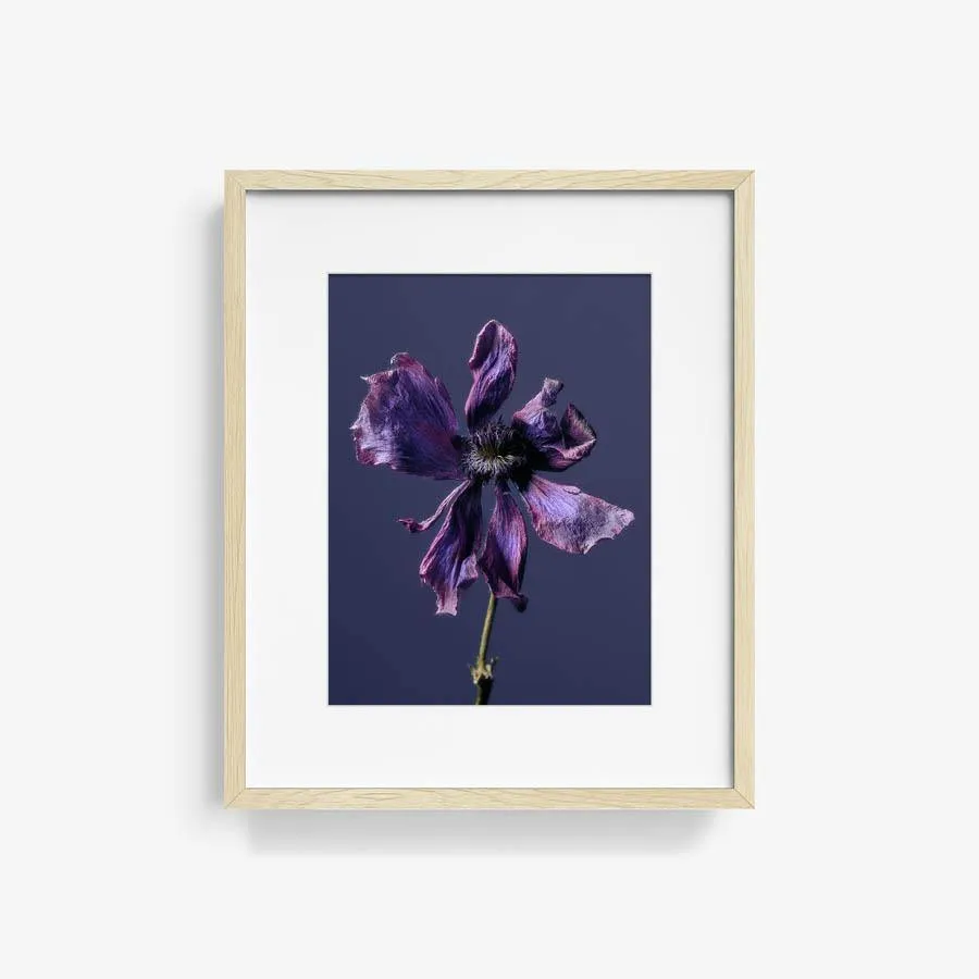 Anemone