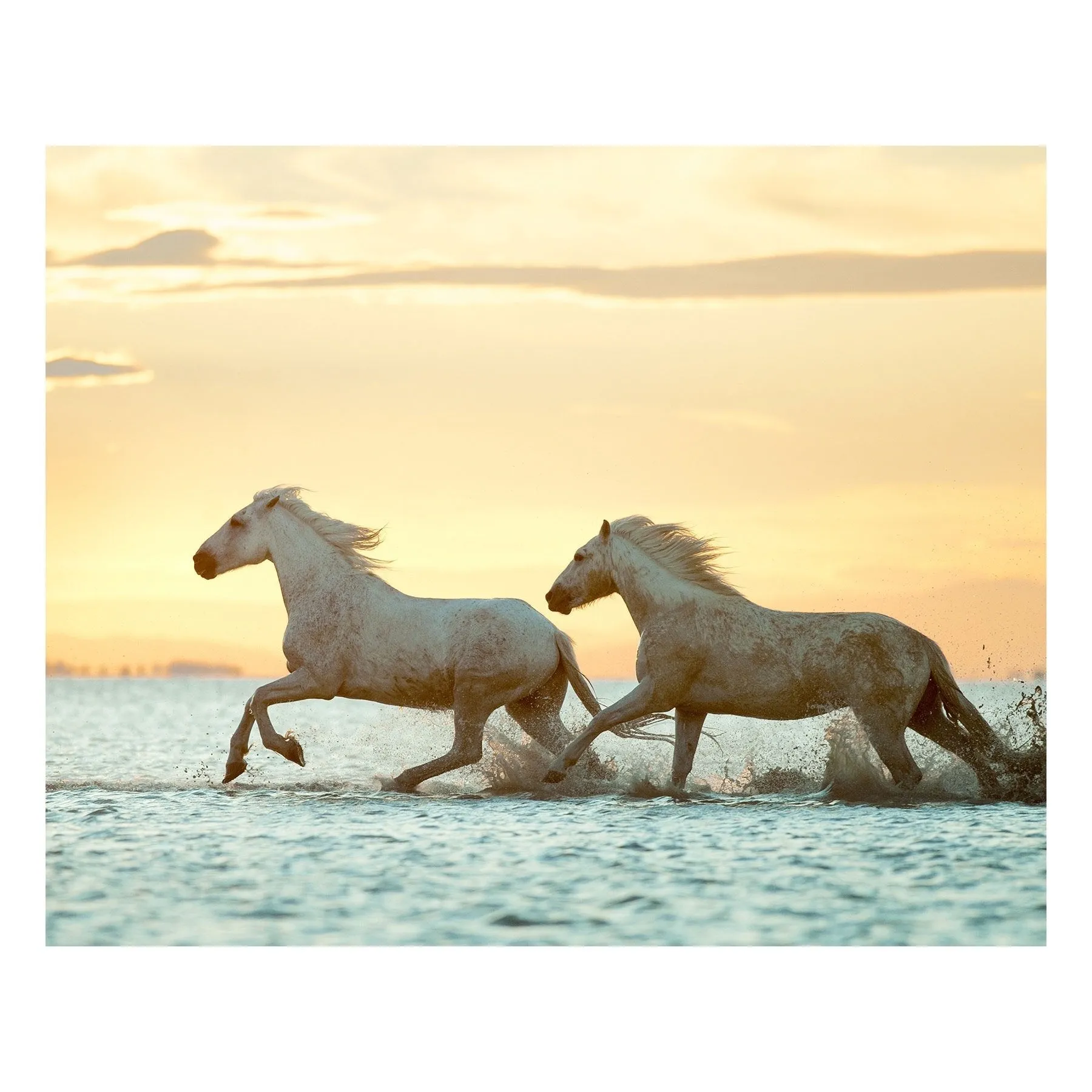 "Morning Run" | Matted Print